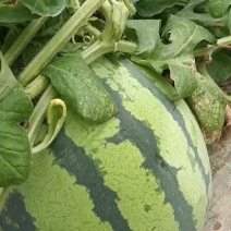 一手货源西瓜量大从优