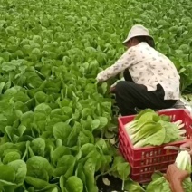 上海青，快菜
