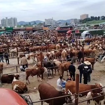 西门塔尔牛