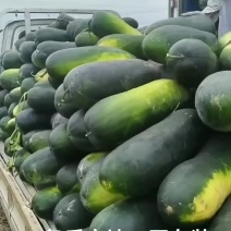河北隆尧精品黑皮冬瓜，产地供应，保证质量，价格优惠，