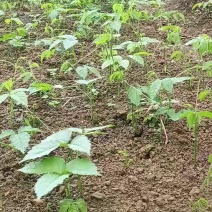 三叶青果苗