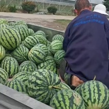 8424精品西瓜大量上市，口感甜脆糖度高