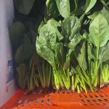 菠菜