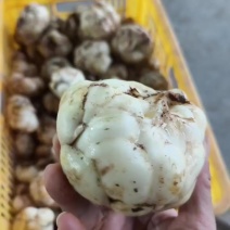 大量提供鲜百合