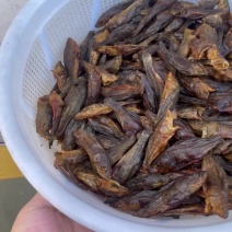 老头鱼干小丑鱼干呆子鱼烟熏烘干微咸轻微烟味