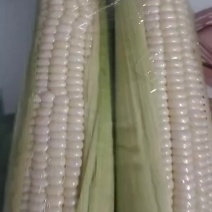 精品甜糯玉米，品质好，价格便宜