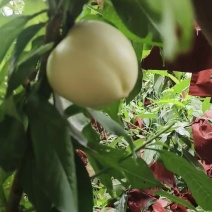 油潘桃，油桃