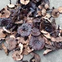 野生灵芝瑕疵货便宜处理野生紫灵芝黑灵芝直播货源深山野生