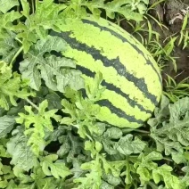 宁河区猛虎一号有要的老板微我***********