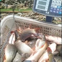 鲤鱼
