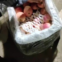 红富士苹果出库中