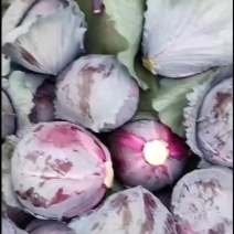 紫甘蓝