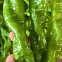 螺丝椒，辣椒产地大量有货，