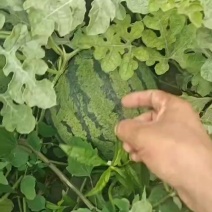 天津宁河产区，丰南产区，大量接单