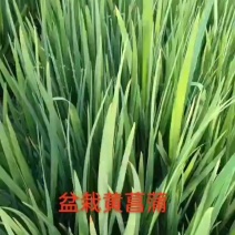 盆栽黄菖蒲