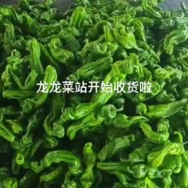 山西大同天镇县龙龙菜站鲜辣椒大量上市