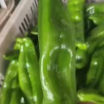 东台青椒大量供应