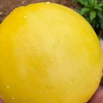 黄金果