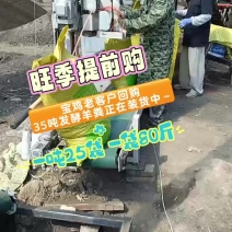 发酵羊粪
