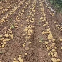 黄心土豆