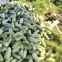 云南老品种山黄瓜需要的抓紧下单