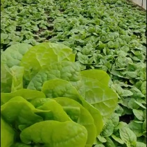 新鲜现摘木耳菜叶片肥厚厚实，汁水充盈，新鲜度拉满！