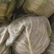 甘肃临洮圆包菜