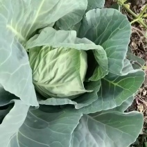 莲花白，甘蓝
