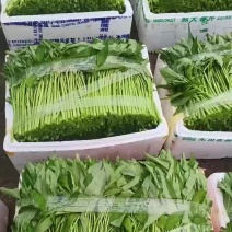 空心菜大量供应一