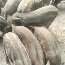 藏香猪怀孕母猪跑山猪纯粮食喂养全国发货货到付款