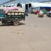 实花毛菜3毛上车