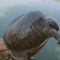 八年种母，种公