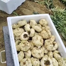 新鲜菜百合上市了