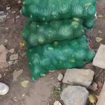 贝贝南瓜大量上市，货源充足，质量保证，代办一切手续