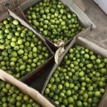自己大鹏种植基地