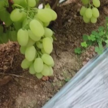 饶阳维多利亚葡萄