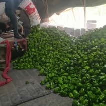 菜椒上市