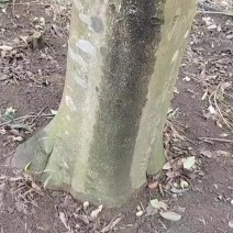 沉香虫漏老树。。。