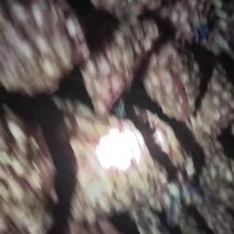 白皮鲜蒜