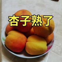杏子