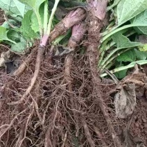 想卖云木香苗