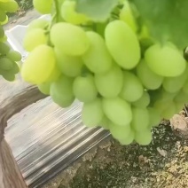 维多利亚葡萄