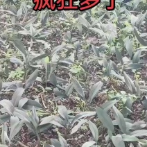 兔儿兰