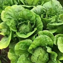 河北精品黄心大白菜大量上市