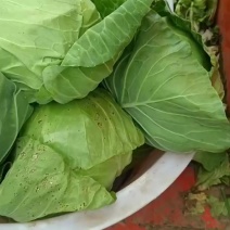 河北大头菜