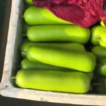 精品瓠子大量上市，供应商超市场批发，量大质量优，