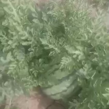 美都西瓜