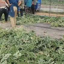 辽宁盖县万福锦王西瓜上市了