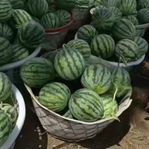 美都无籽西瓜