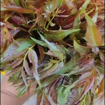 鸡冠红红油香椿芽儿鲜芽6-8月持续供应